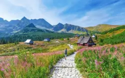 Zakopane w Tatrach blisko atrakcji: Apartamenty Sosna z pysznym śniadaniem + bezpłatny parking