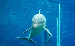 Pływający Delfin, Tiergarten Nürnberg, Norymberga, Niemcy