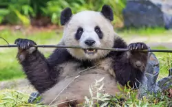 Niemcy: Wizyta w Zoo w Berlinie z ponad 1 000 gatunków zwierząt i ogromnym akwarium + pobyt w hotelu premium