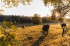 Okolica, Resort Pasečná, Přední Výtoň, południowe Czechy
