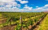Velké Bílovice, Morawy Południowe, wino