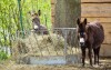 Mini ZOO, Resort Hulín, Sedlčany, Środkowe Czechy