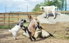 Mini ZOO, Resort Hulín, Sedlčany, Środkowe Czechy