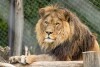 ZOO w Dvůrze Králové