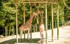 Zamek Lešná i zoo w pobliżu Zlína