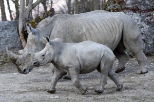Zoo w Salzburgu