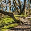 Park Narodowy Las Bawarski