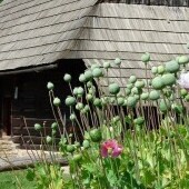 Muzeum Wsi Orawskiej Zuberec - Brestova