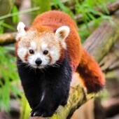 ZOO Ostrawa