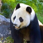 Zoo i akwarium w Berlinie