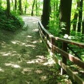 Park Leśny Brezina