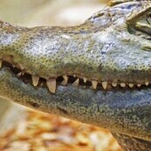 Zoo krokodyli Protivín