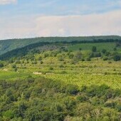 Winnice Šobes