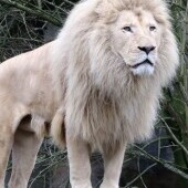 Zoo Dvorec