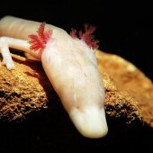 Vivarium Postojna