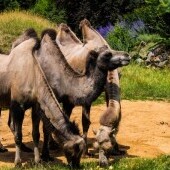 Ogród Zoologiczny i Botaniczny Pilzno