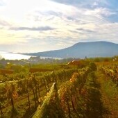 Region winiarski Badacsony