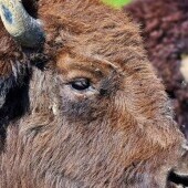 Zoopark i Muzeum Afrykańskie Holčovice