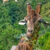 Zoo Jihlava