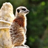 Zoo w Straubing