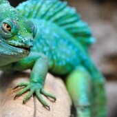 Zoo i Park dinozaurów w Veszprém