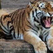 Zoo i ogród botaniczny w Debreczynie