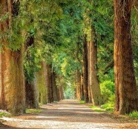 Park Zdrojowy Długopole Zdrój
